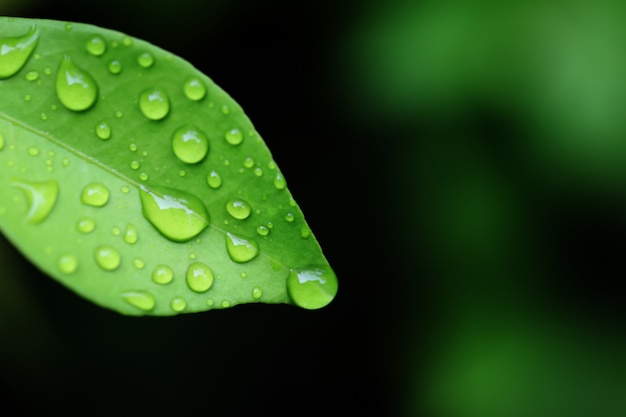 Wassertropfen auf grünem Blatt.