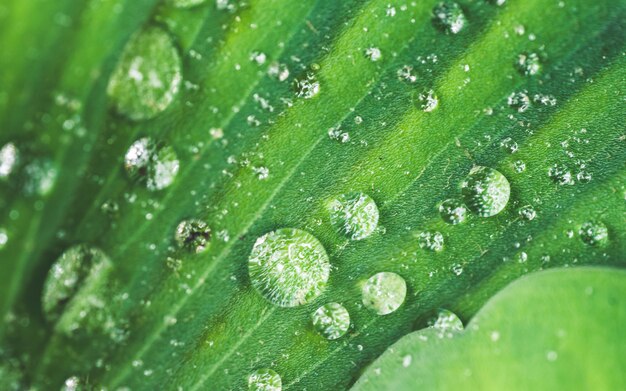 Wassertropfen Auf Grünem Blatt