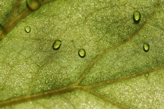 Wassertropfen auf grünem Blatt