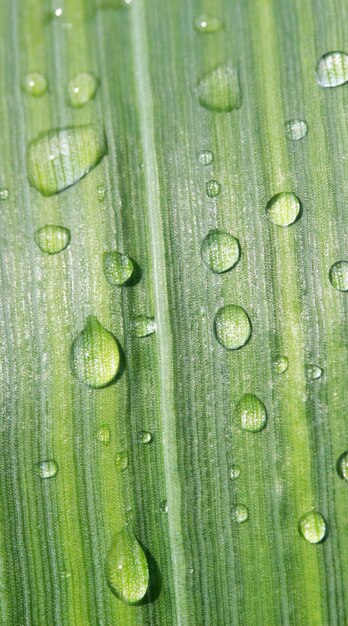 Wassertropfen auf grünem Blatt