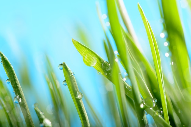 Wassertropfen auf grünem Gras gegen den Himmel