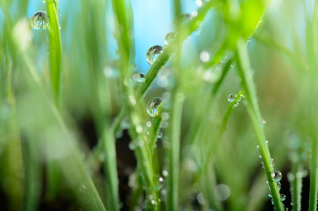 Wassertropfen auf grünem Gras