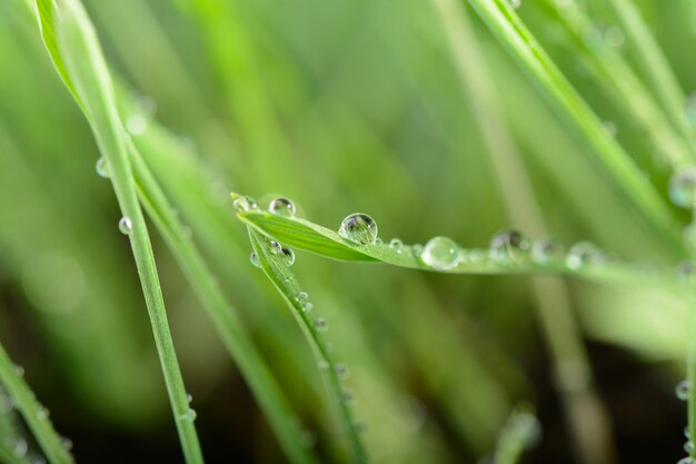 Wassertropfen auf grünem Gras