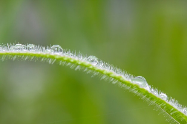 Wassertropfen auf grünem Gras