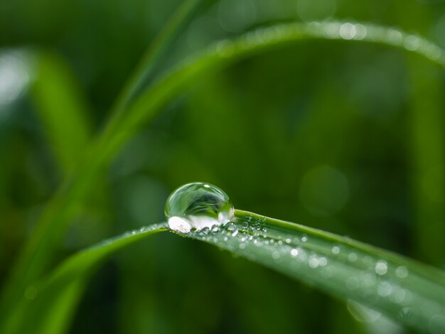 Wassertropfen auf grünem Gras