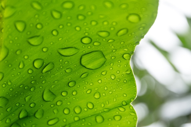 Wassertropfen auf grünen Blättern im Garten.