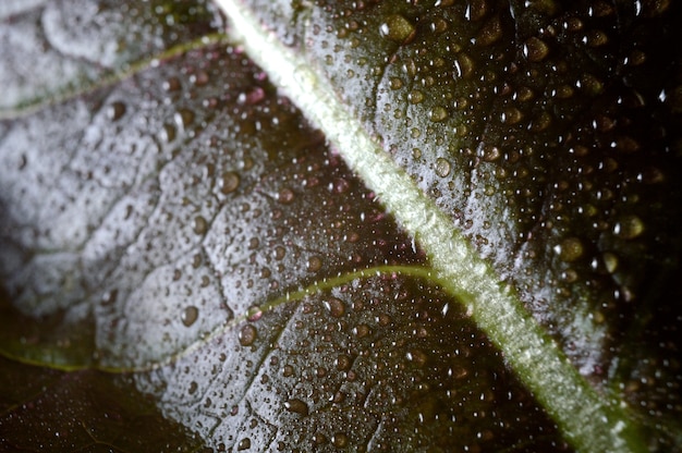 Wassertropfen auf grünen Blättern. Nahaufnahme.