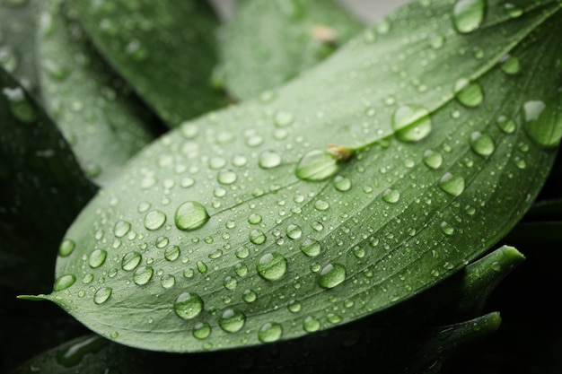 Wassertropfen auf grünen Blättern, Textur backgrond, Nahaufnahme