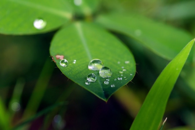 Wassertropfen auf grünen Blättern.