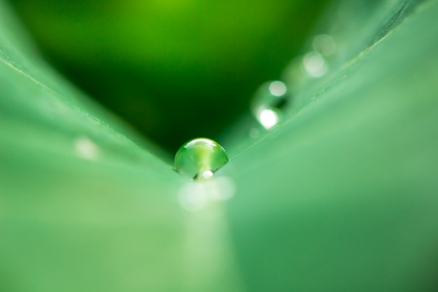 Wassertropfen auf grünen Blättern