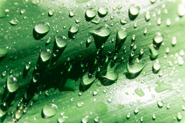 Foto wassertropfen auf grünen blättern