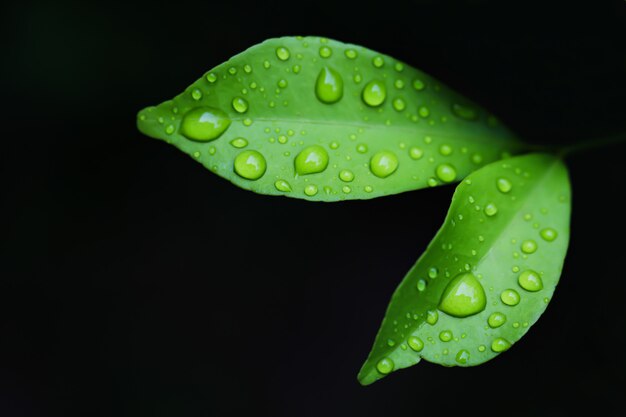 Wassertropfen auf grünen Blättern.