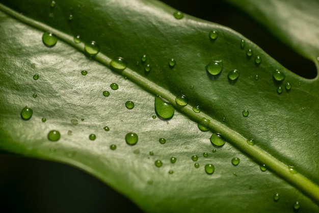 Wassertropfen auf grünen Blättern