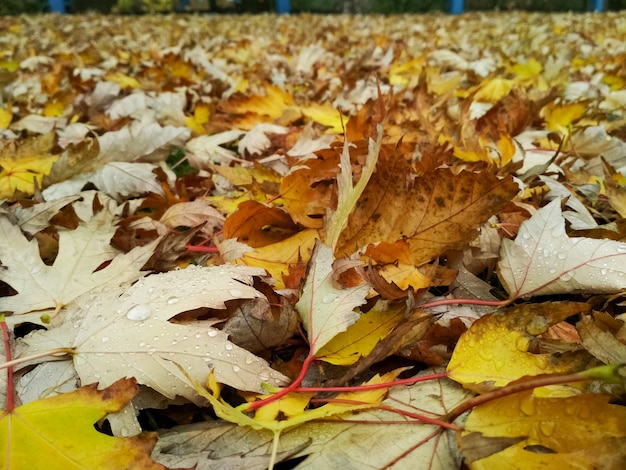 Wassertropfen auf Herbstlaub des Regens