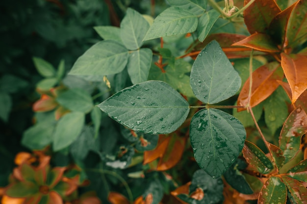 Wassertropfen auf Herbstlaub