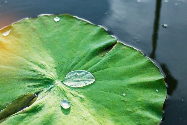 Wassertropfen auf Lotosblatt im Teich.