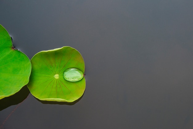 Foto wassertropfen auf lotus-blatt