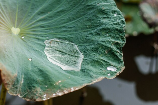 Wassertropfen auf Lotus in der Regenzeit.