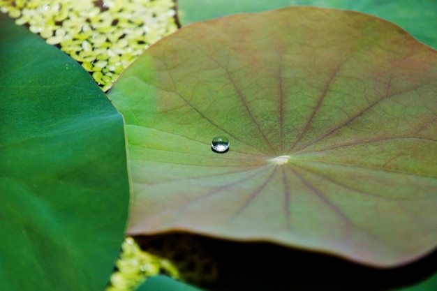 Wassertropfen auf Lotus Leaf oder Water Lily Leaf