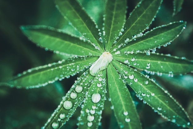 Wassertropfen auf Lupinenblättern nach dunklem, launischem Naturhintergrund des Regens