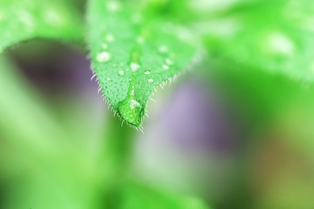 Foto wassertropfen auf pflanzenblättern.