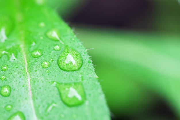 Wassertropfen auf Pflanzenblättern.