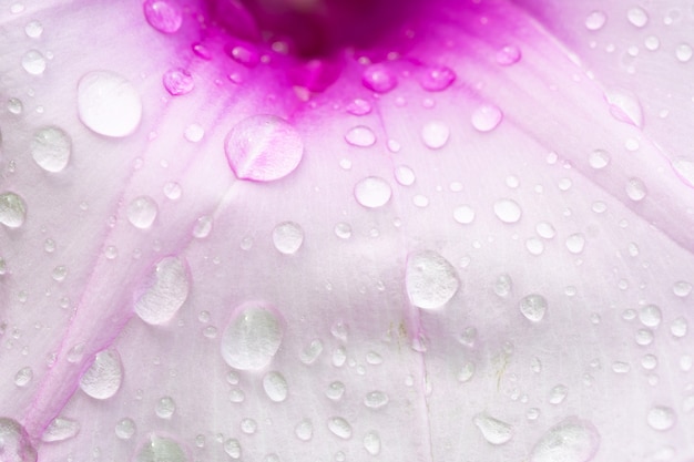 Wassertropfen auf rosa Blume