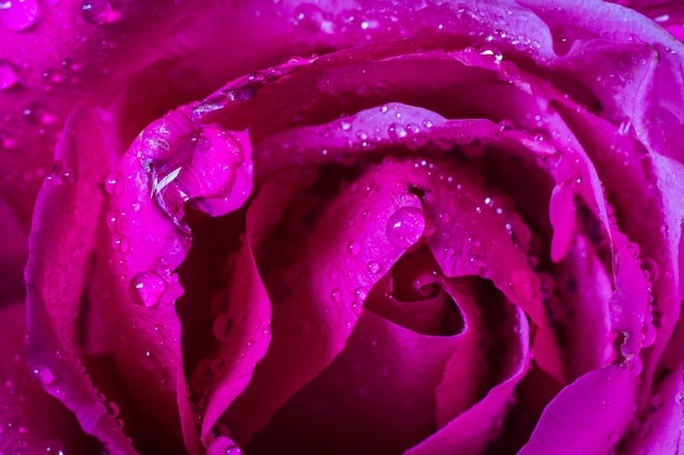 Wassertropfen auf rosa Rosenblättern