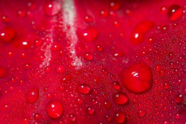 Wassertropfen auf rote Blütenblätter.