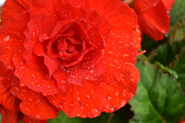 Wassertropfen auf scharlachroten Rosenblättern