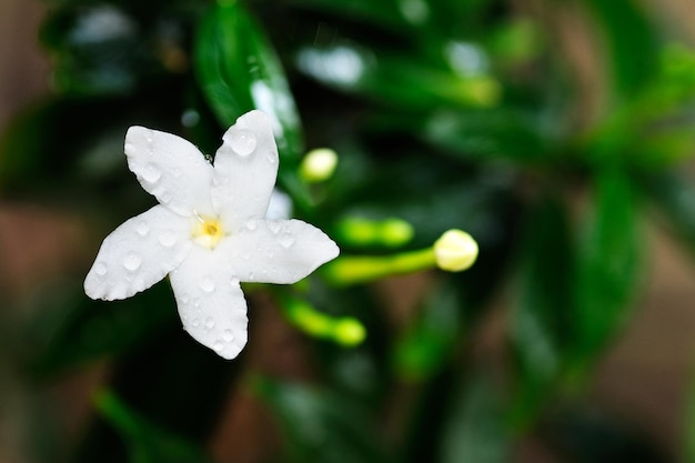 Wassertropfen auf weißer Blume