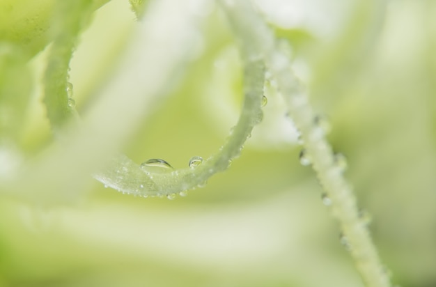 Wassertropfen, Blütenblätter