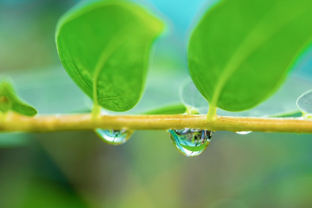 Wassertropfen des Baumasts.