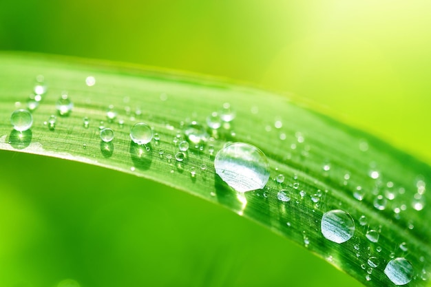 Wassertropfen, die auf grünem Gras Reinheit Natur Hintergrund spritzen