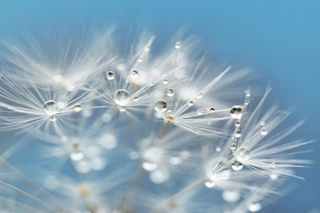 Wassertropfen hautnah auf einem Löwenzahn