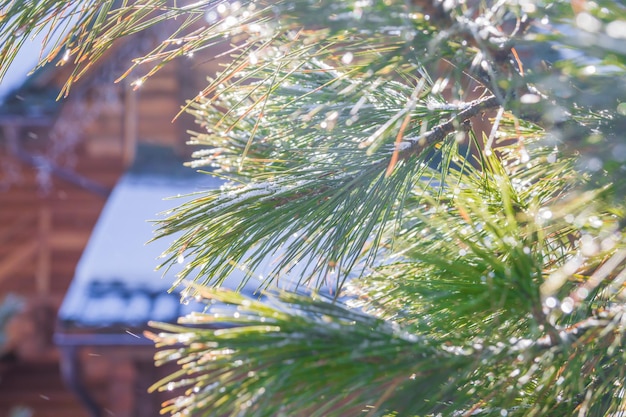 Foto wassertropfen und schnee auf einem weihnachtsbaum an einem sonnigen tag