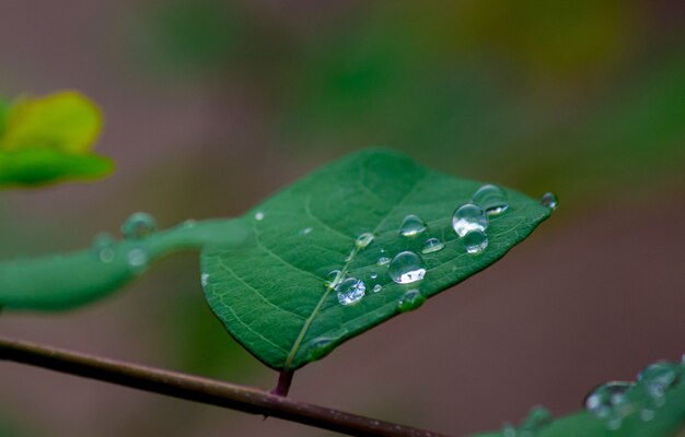 Wassertropfen