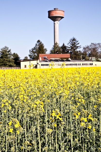 Wasserturm in einem Feld von gelben Blumen während der Frühlingssaison