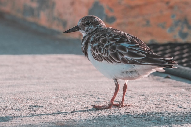 Wasservögel am Strand