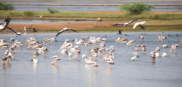 Wasservögel in einem See Gemalte Störche Löffelblätter Pelikanen und Reiher in einem See