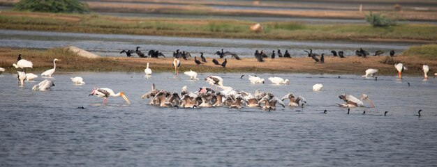 Wasservögel in einem See Gemalte Storchen Löffelblätter Pelikanen und Egrets in einem See