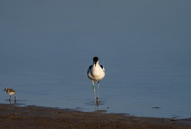 Wasservögel in natürlicher Umgebung