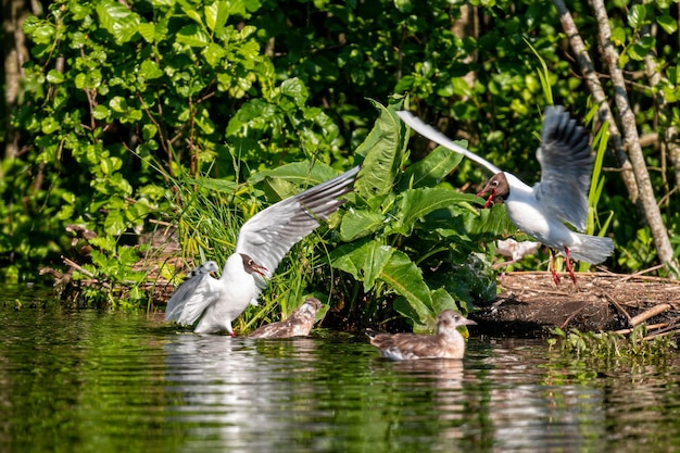 Wasservögel junge Möwen thront auf toten Bäumen vor dem Hintergrund von Schilf Selektiver Fokus