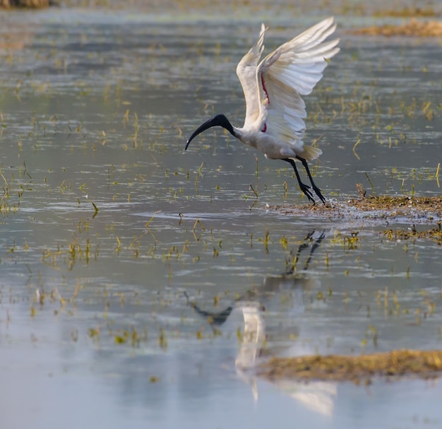 Wasservogel fliegt über den See