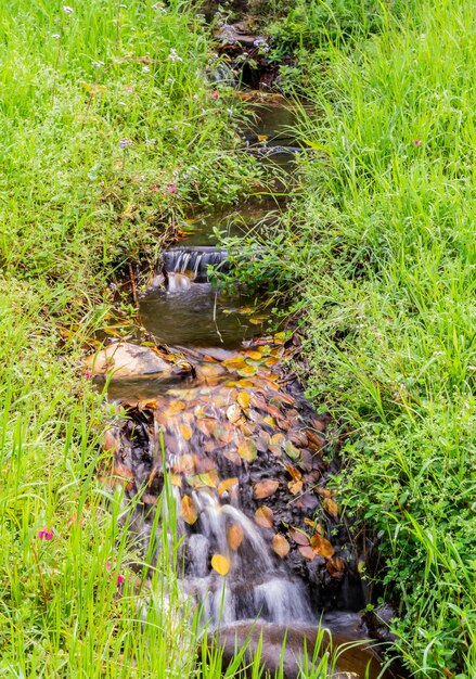 Wasserwege im Dschungel