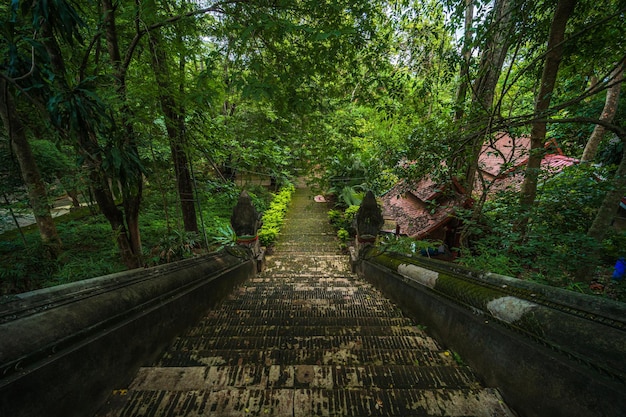 Wat Umong Suan Puthatham es un templo budista en el centro histórico y es un templo budista es una importante atracción turística con naturaleza de bosque verde en Chiang MaiTailandia