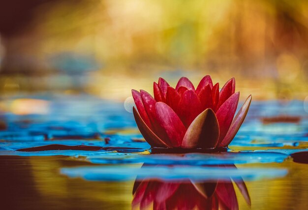 Foto water lily elegance voll hd und 4k hintergrundbilder für ihr desktop-glück