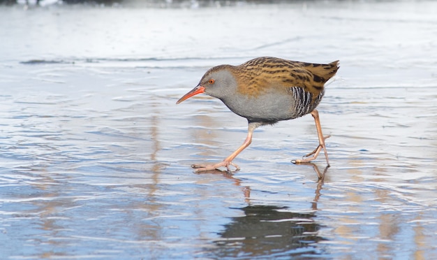 Water Rail camina sobre hielo