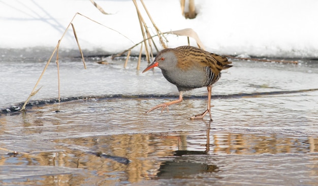 Water Rail caminha ao longo da costa em gelo fino