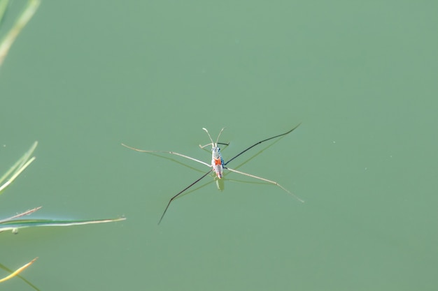 Water Striders es un insecto con 6 patas. Tiene 1 par de antenas largas.